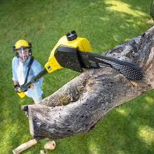 Best Stump Grinding and Removal  in Wild Peach Village, TX